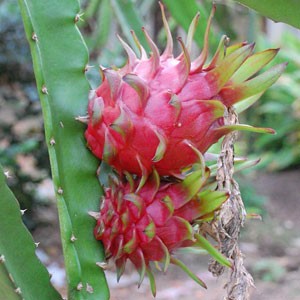 کاکتوس میوه اژدها